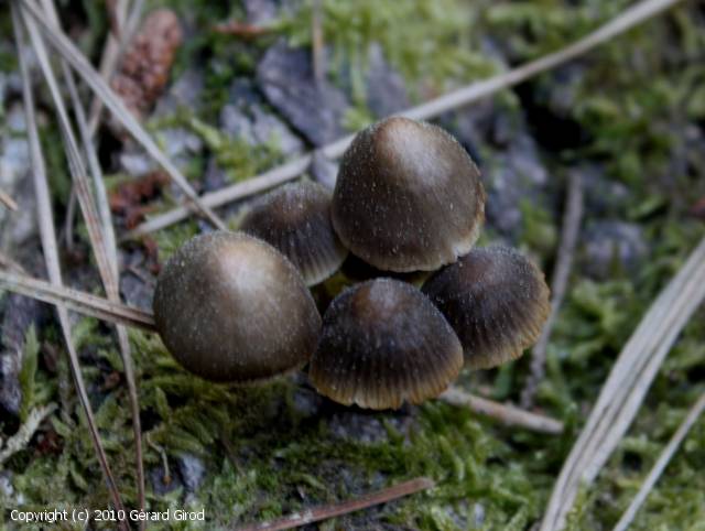 MycoDB Photos de champignons Mycena stipata