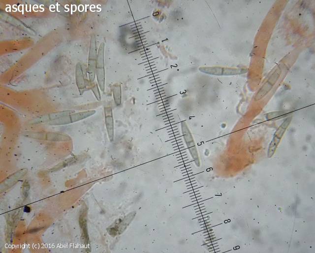 MycoDB Photos de champignons Mytilinidion mytilinellum