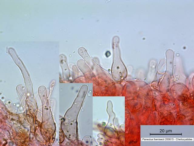 MycoDB Photos de champignons Panaeolina foenisecii