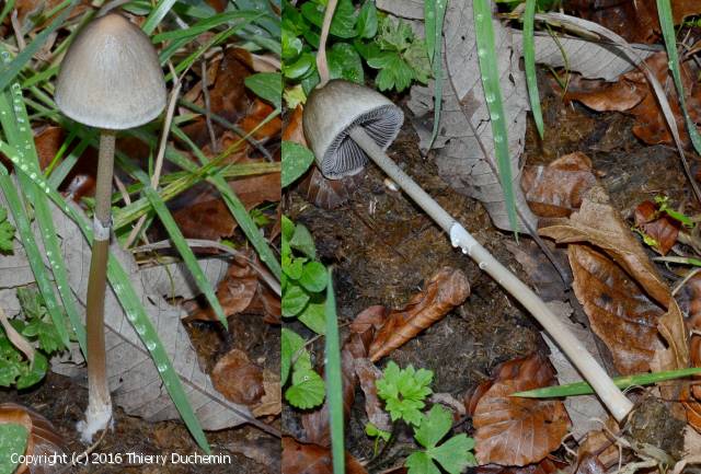 MycoDB Photos de champignons Panaeolus semiovatus