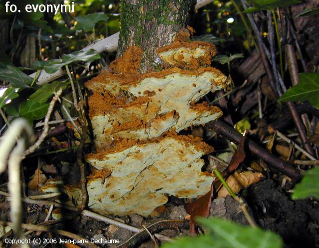 MycoDB : Photos de champignons - Phylloporia ribis