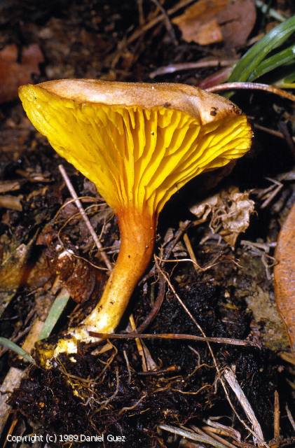 Phylloporus bellus (Phylloporus_bellus_1989_dg_1.jpg)