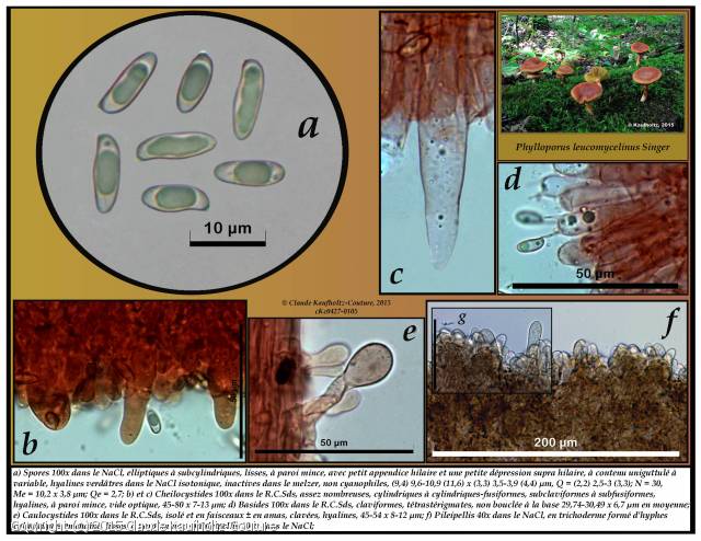MycoDB Photos De Champignons Phylloporus Leucomycelinus