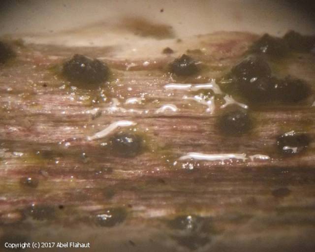 MycoDB Fiche de Pleospora rubelloides