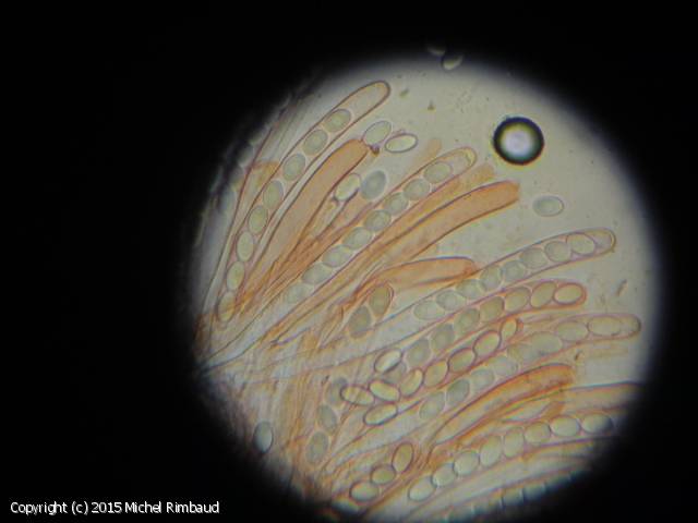 MycoDB : Photos de champignons - Pyronema omphalodes