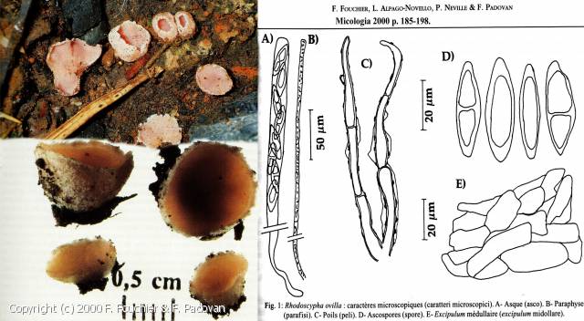 MycoDB Fiche de Rhodoscypha ovilla