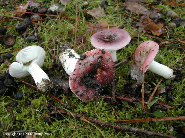 Russula clusii (Russula_clusii_2007_rp_1.jpg)