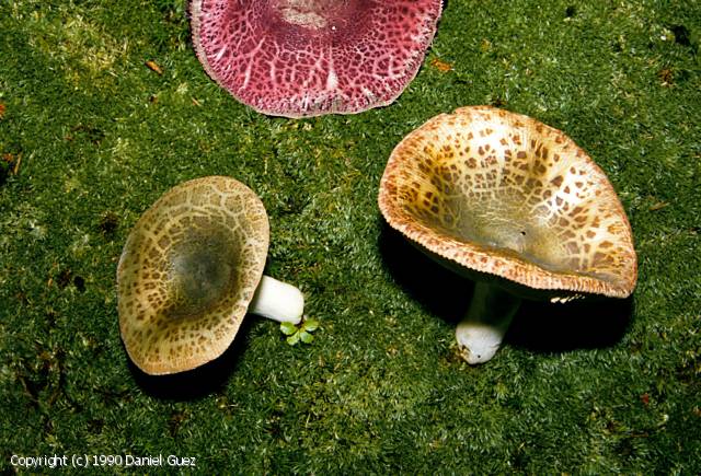 Russula viridirubrolimbata (Russula_viridirubrolimbata_1990_dg_1.jpg)