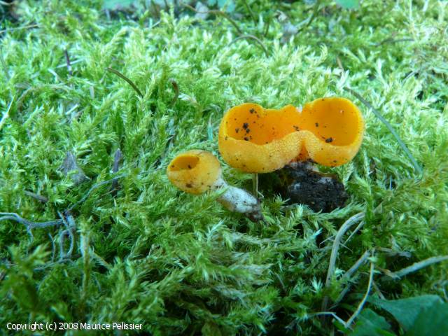 MycoDB Photos de champignons Sowerbyella rhenana