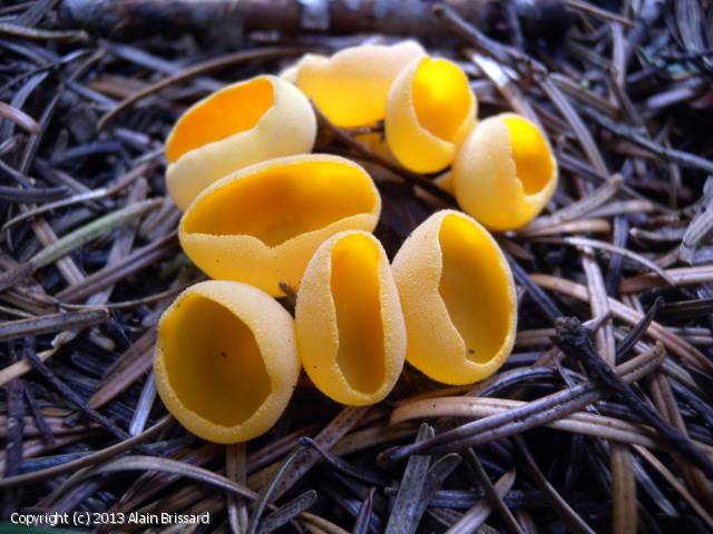 MycoDB Photos de champignons Sowerbyella rhenana