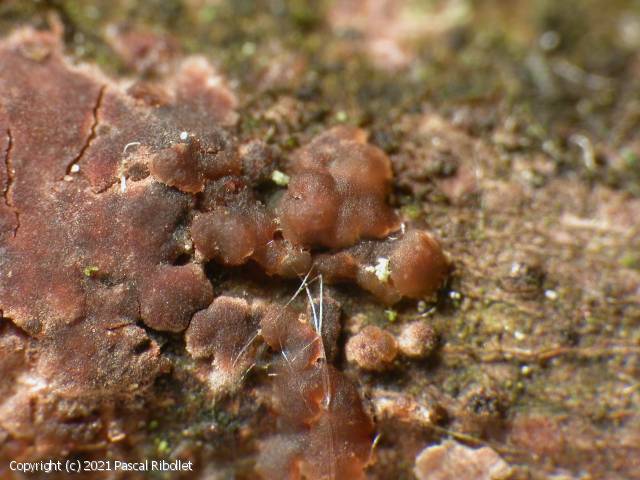 MycoDB : Photos de champignons - Tremella versicolor