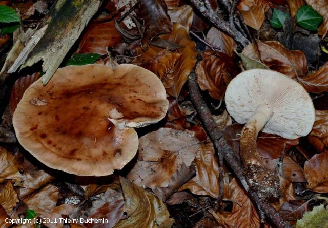 MycoDB Photos de champignons Tricholoma ustale
