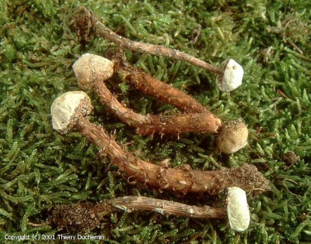 MycoDB Photos de champignons Tulostoma squamosum