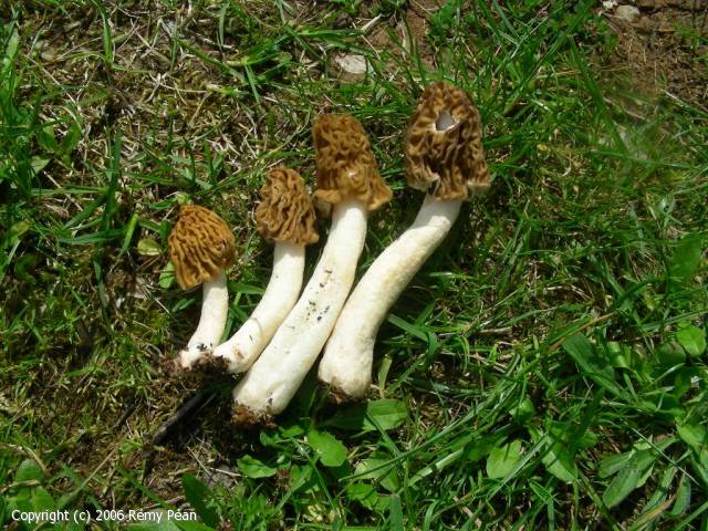 MycoDB Photos de champignons Verpa bohemica