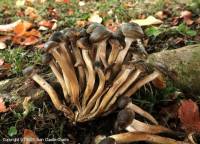 Fiche de Armillaria griseofusca