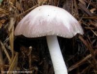 Fiche de Bolbitius demangei