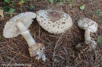 Fiche de Chlorophyllum brunneum