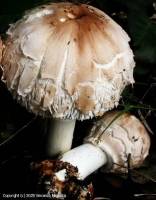 Fiche de Chlorophyllum brunneum