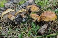 Fiche de Cortinarius piceae