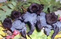 Fiche de Craterellus cinereus