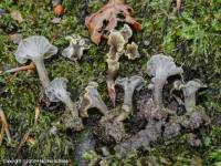 Fiche de Craterellus pertenuis