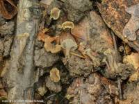 Fiche de Craterellus pertenuis