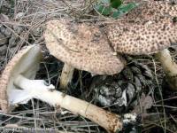 Fiche de Echinoderma asperum