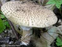 Fiche de Echinoderma asperum