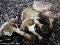 Fiche de Echinoderma asperum