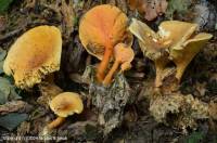 Fiche de Hygrophoropsis rufa