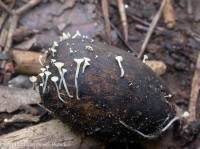 Fiche de Hymenoscyphus fructigenus