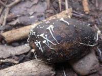 Fiche de Hymenoscyphus fructigenus