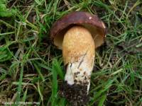Fiche de Imleria heteroderma