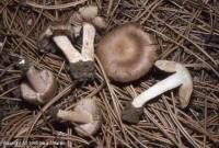 Fiche de Inocybe tarda