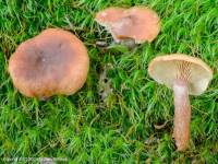 Fiche de Lactarius cremor