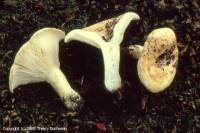 Fiche de Lactarius evosmus