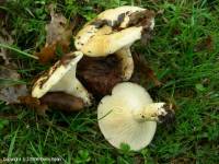 Fiche de Lactarius evosmus
