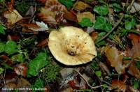 Fiche de Lactarius evosmus