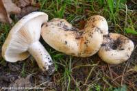 Fiche de Lactarius evosmus