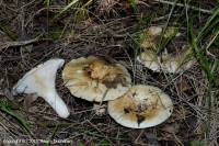 Fiche de Lactarius evosmus