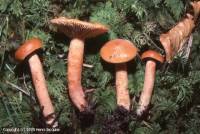 Fiche de Lactarius mitissimus