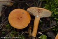 Fiche de Lactarius mitissimus