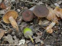 Fiche de Lactarius serifluus