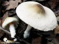 Fiche de Lepiota forquignonii
