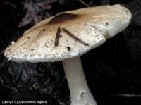 Fiche de Lepiota forquignonii