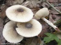 Fiche de Lepiota forquignonii