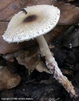 Fiche de Lepiota forquignonii