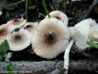 Fiche de Lepiota pseudohelveola