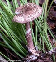 Fiche de Lepiota pseudohelveola