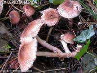 Fiche de Lepiota speciosa